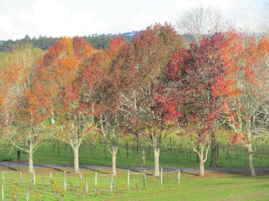 新西兰红酒升级之旅-奥克兰葡萄酒之旅-奥克兰中心地区必去景点