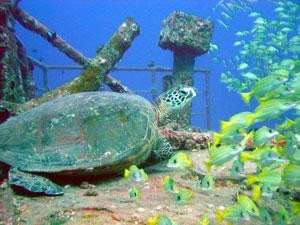 Underwater Oahu-怀厄奈必去景点