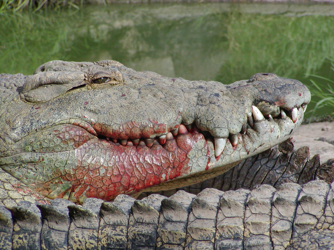 Livingstone Crocodile Park景点图片