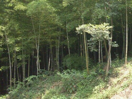 佘山森林公园-上海市必去景点