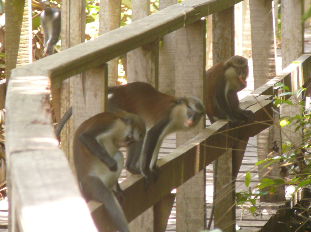 Lekki Conservation Centre-拉哥斯必去景点