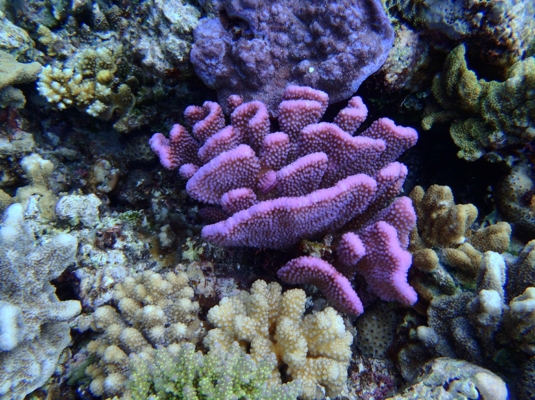 Hakau Adventures Day Cruises-Neiafu必去景点