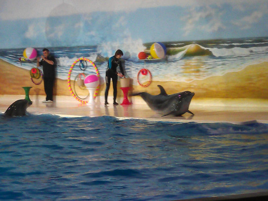 迪拜海豚馆-迪拜必去景点