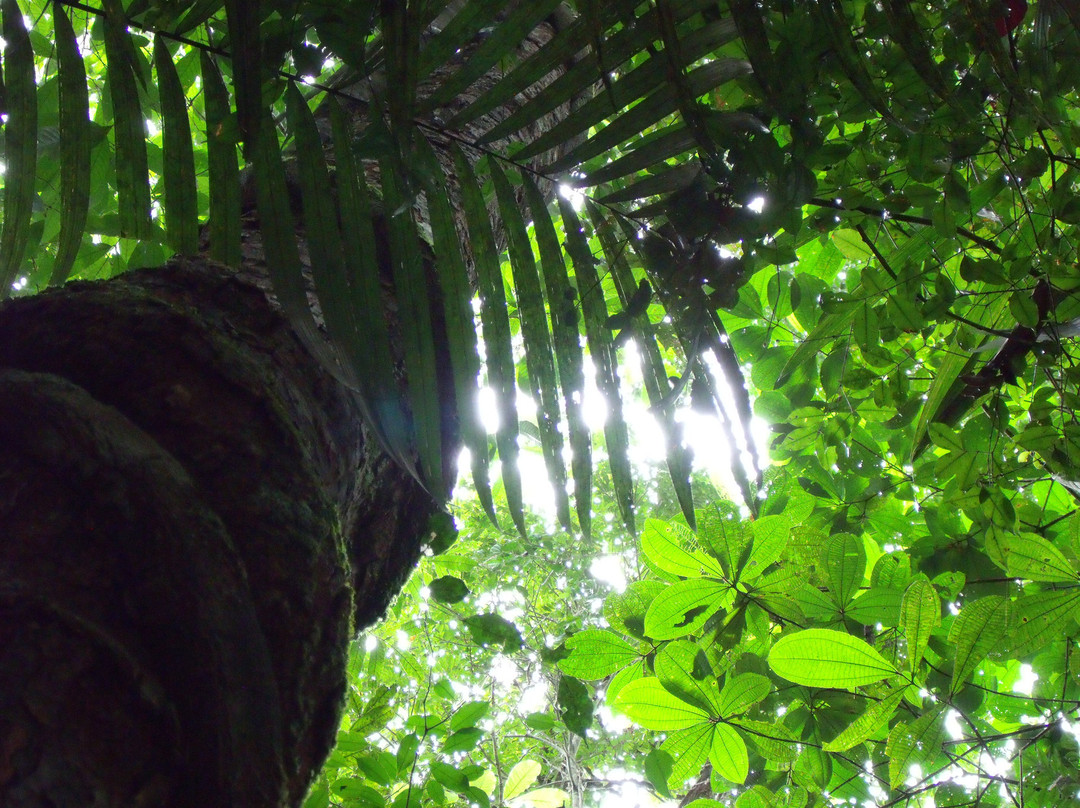 Manaus Botanical Garden - MUSA-玛瑙斯必去景点