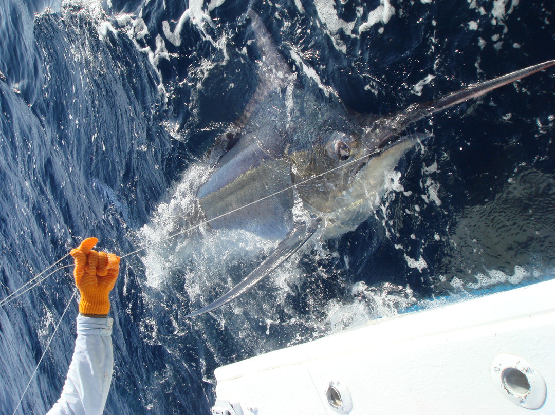 Panama Big Game Fishing Club Day Tours景点图片