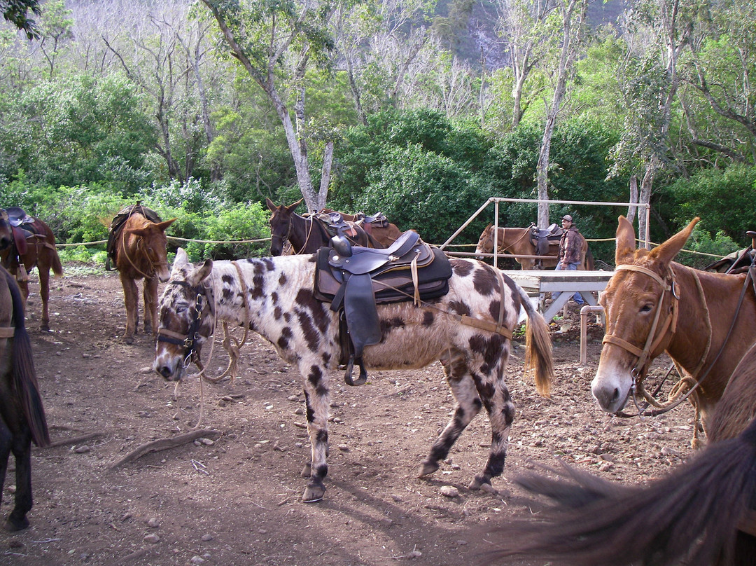Molokai Mule Ride-卡劳帕帕必去景点