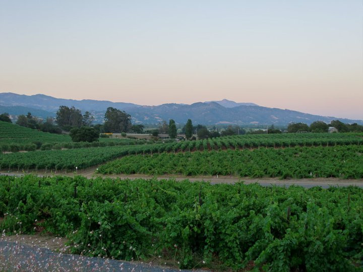 Francis Ford Coppola Winery景点图片