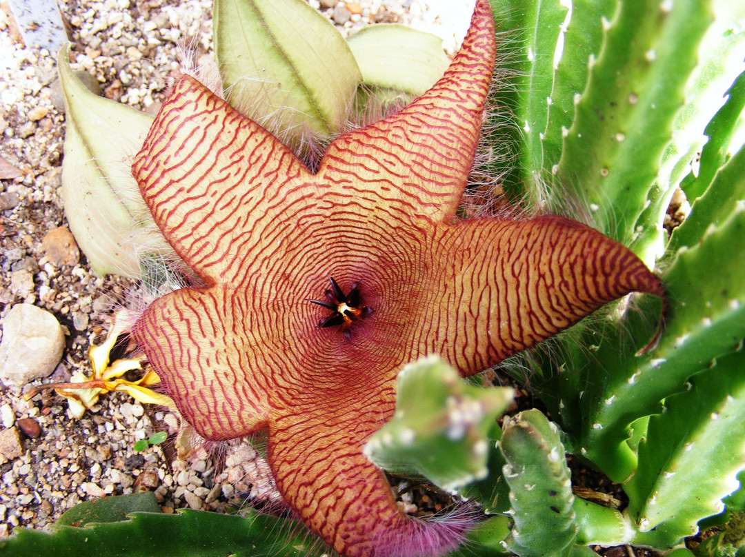 Myriad Botanical Gardens-俄克拉何马城必去景点