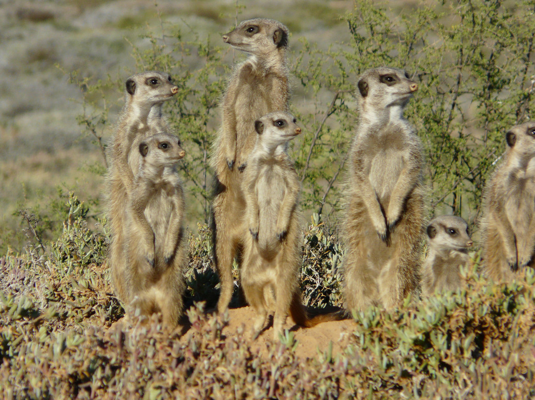 Five Shy Meerkats, Meerkat Adventure-奥兹洪必去景点