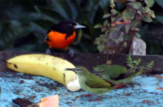 Casa Manana Bed and Breakfast主图