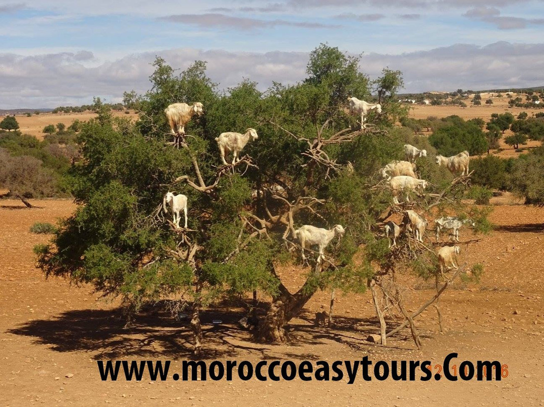 Morocco Easy Tours - Morocco Tours-马拉喀什必去景点