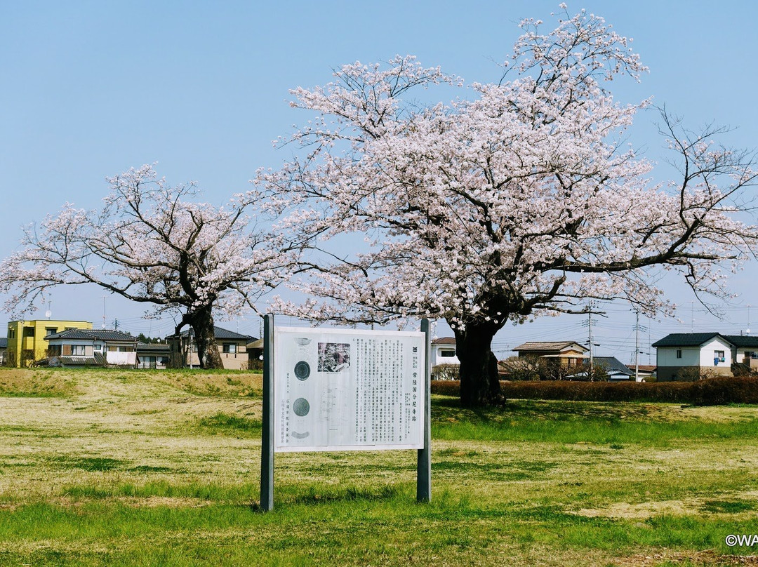Hitachikokubunni-ji Temple Ruins景点图片