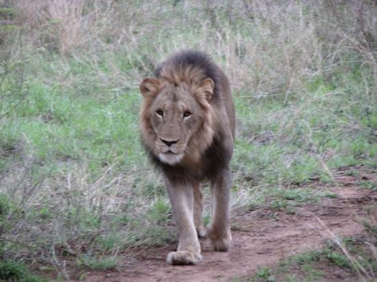 Ngala Private Game Reserve旅游攻略图片