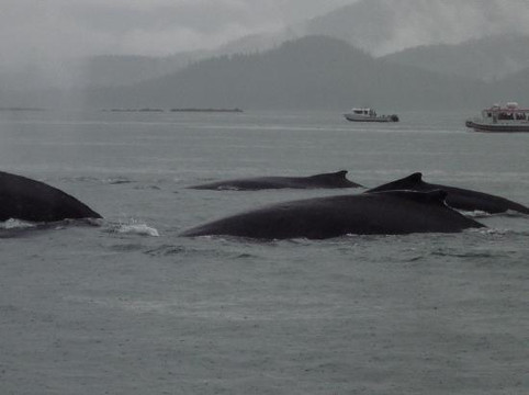 Weather Permitting Alaska - Whale Watching-朱诺必去景点