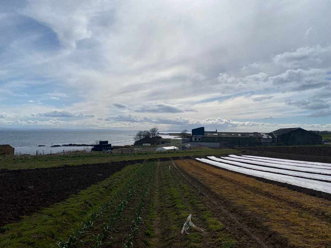 Ardross Farm-Elie必去景点