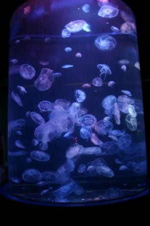 茂宜海洋中心-怀露库必去景点