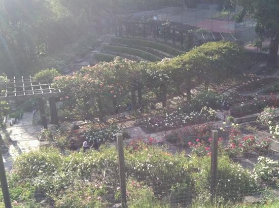 Berkeley Municipal Rose Garden-伯克利必去景点