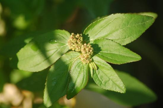 Herbwalk in Langkawi-兰卡威必去景点