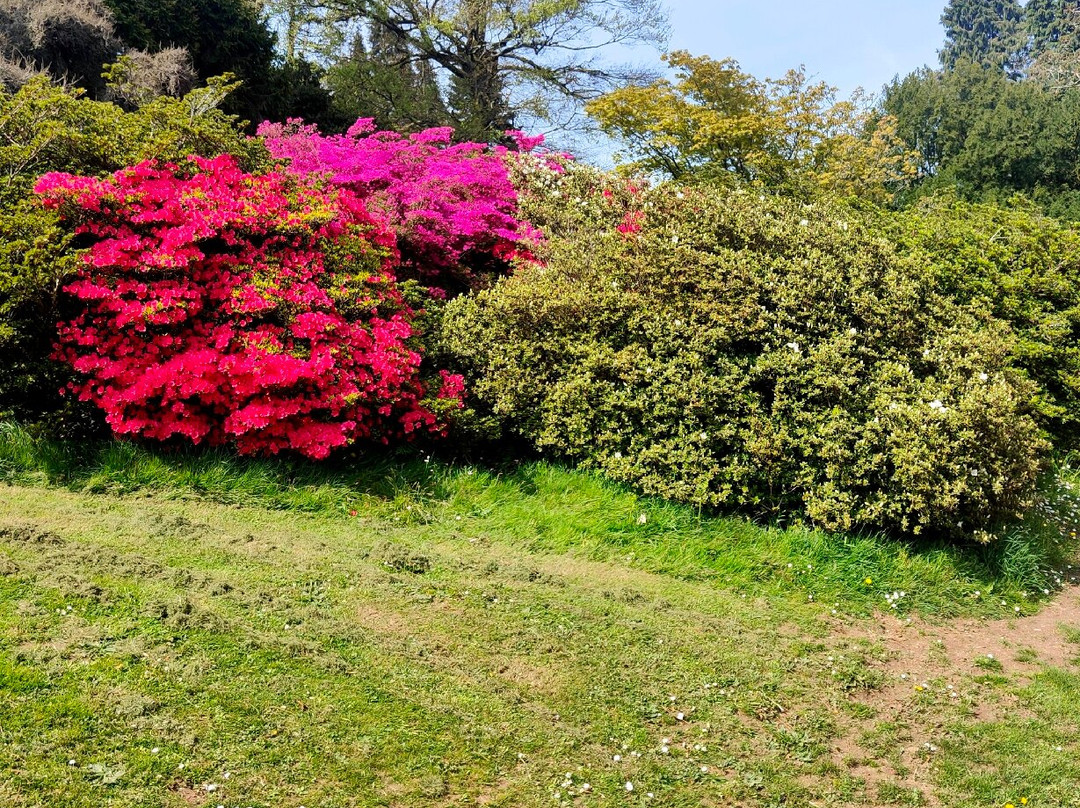 Clyne Gardens景点图片