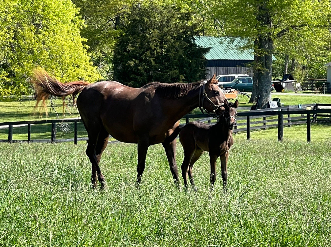 Runnymede Farm-Paris必去景点