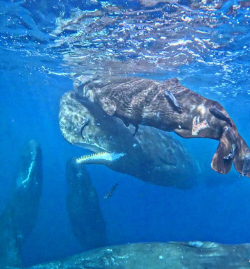 Ocean Brothers Mauritius-塔玛琳必去景点