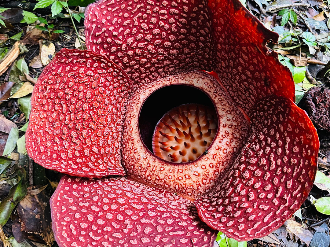 Bukit Barisan Selatan National Park-Tanggamus必去景点