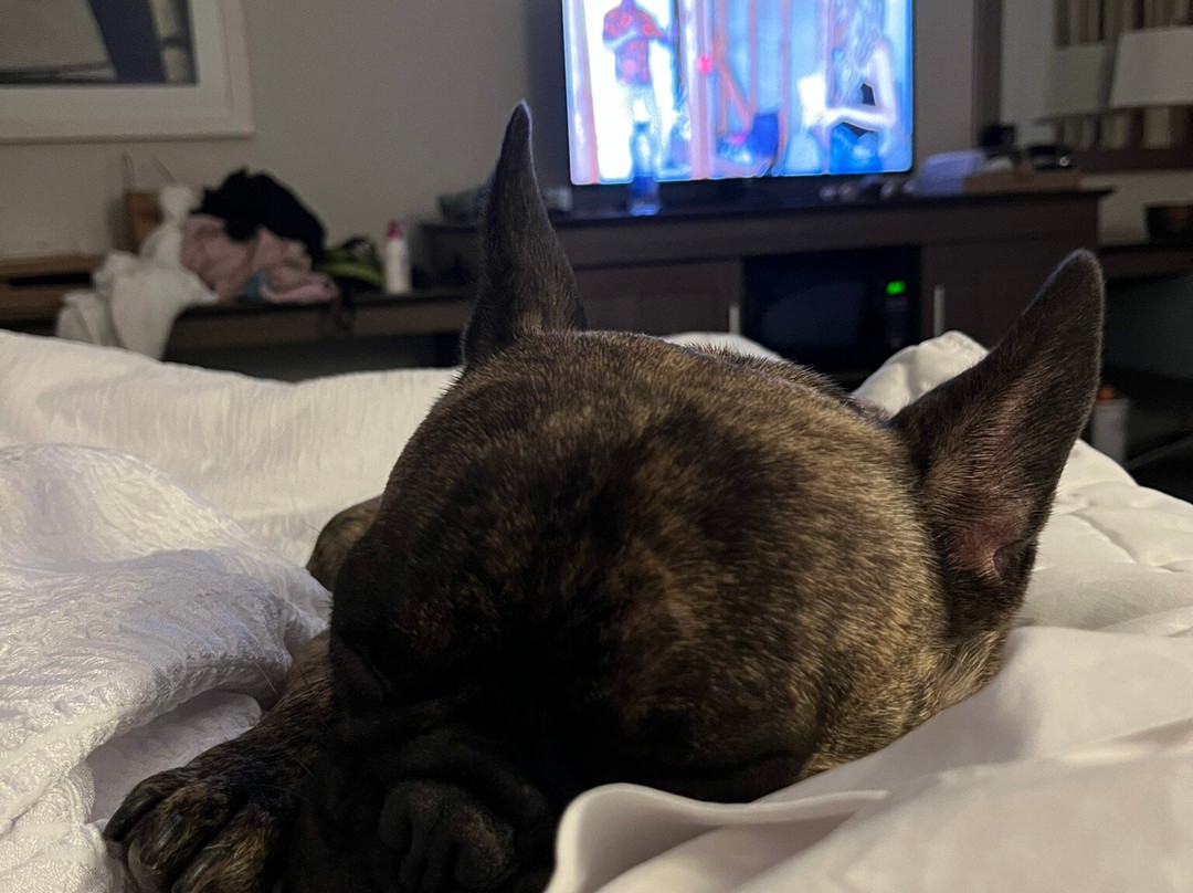 Chateau Fredericton, Trademark Collection by Wyndham主图