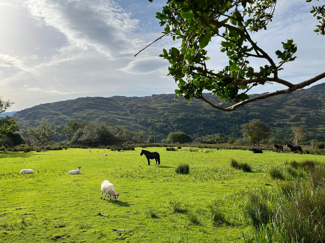 Celtic Nature Walking Tours-丁格尔必去景点