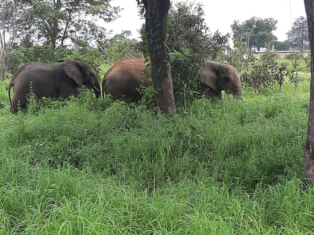 Ibrahim Soburu-Larabanga必去景点