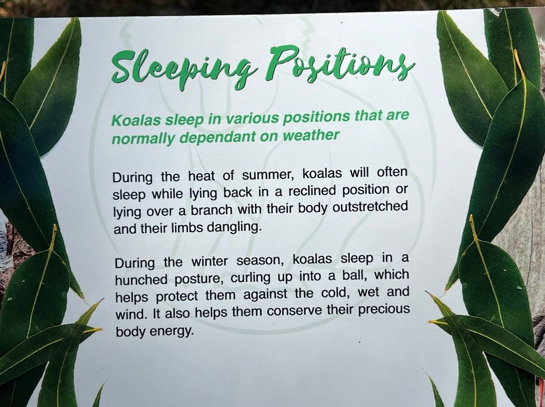 Port Stephens Koala Sanctuary景点图片