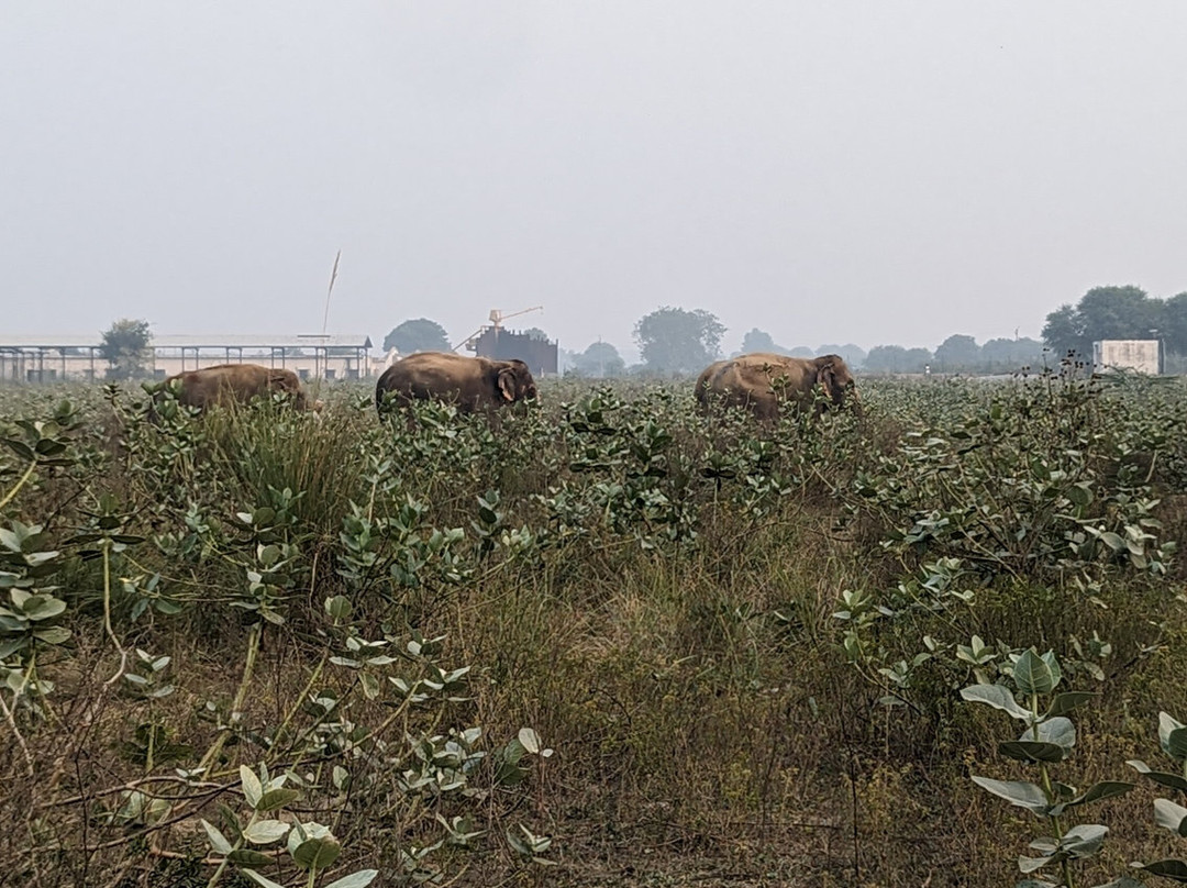 Elephant Conservation & Care Center景点图片