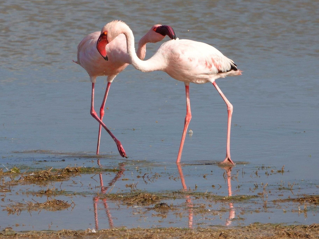 Rocherpan Nature Reserve-Velddrif必去景点