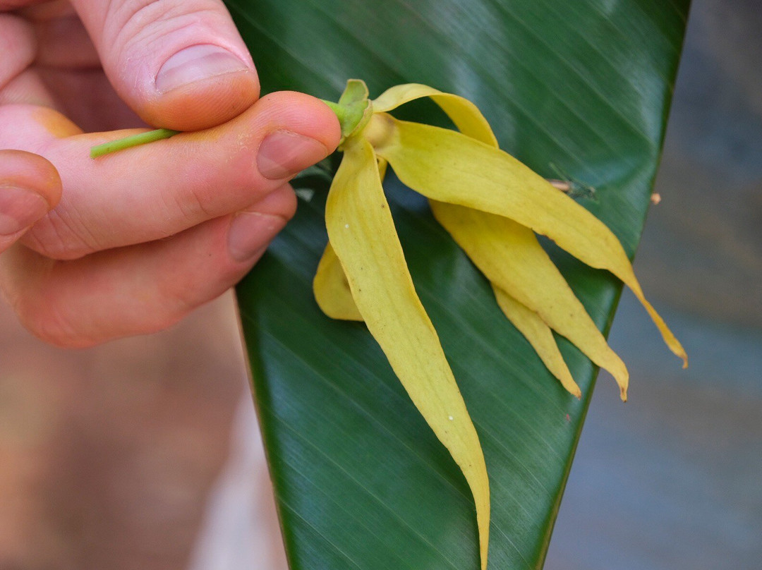 Mussa Abasi Village Spice Farm Kisongoni-基万嘎必去景点