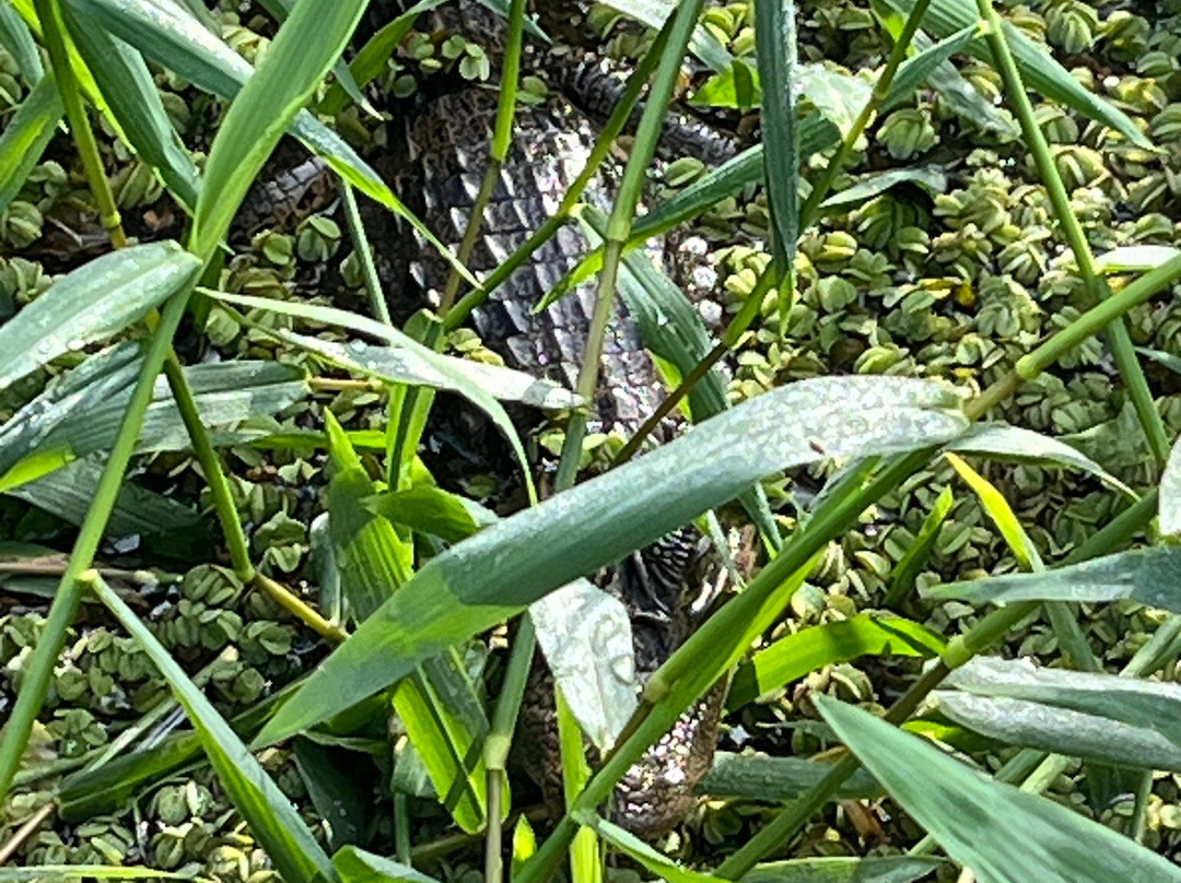 Tortuguero Natural Tours-托图杰多必去景点