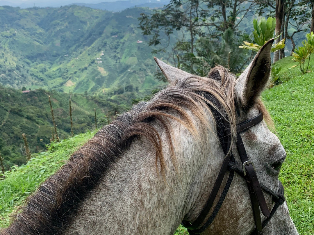 Rancho Saman-佩雷拉必去景点