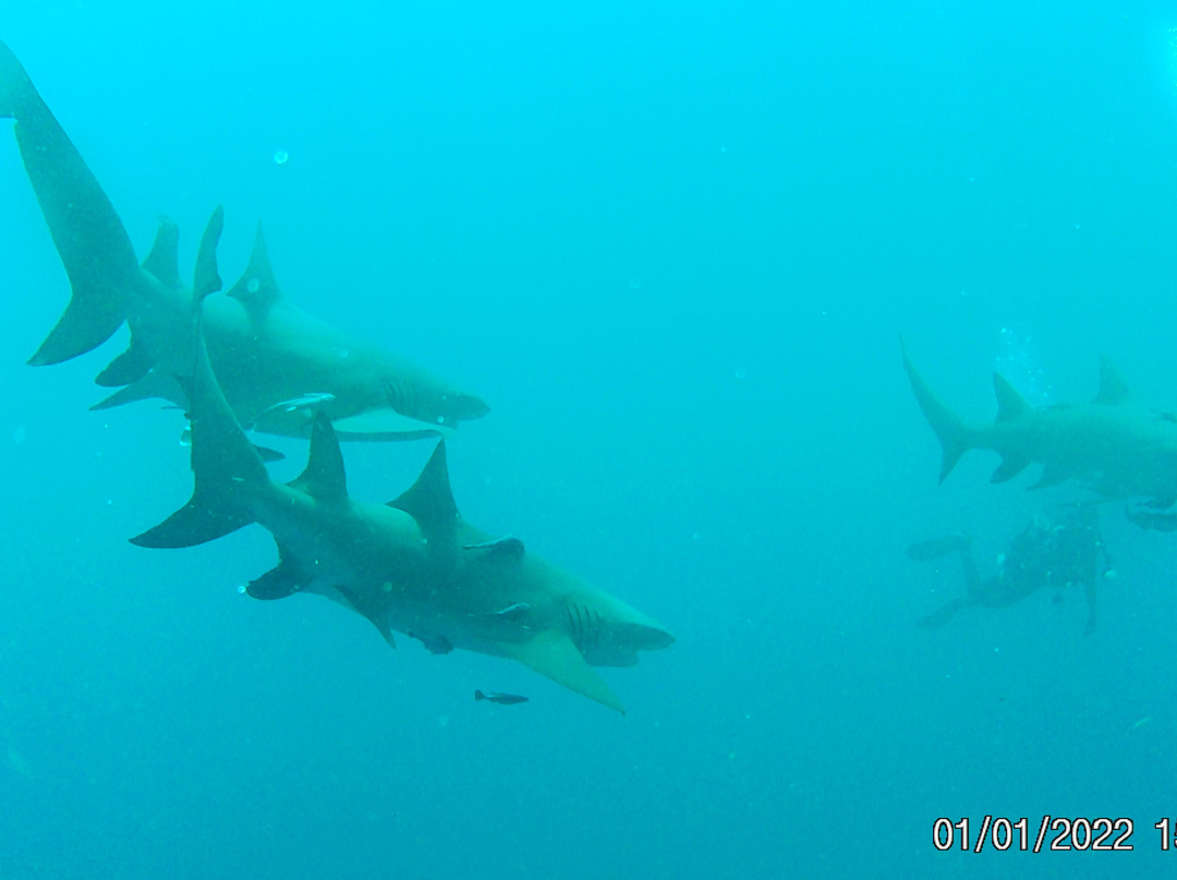 Swim With Sharks-棕榈海滩必去景点