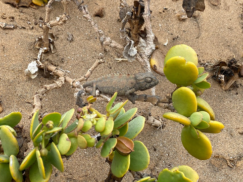Mannor Safaris Namibia-温德和克必去景点