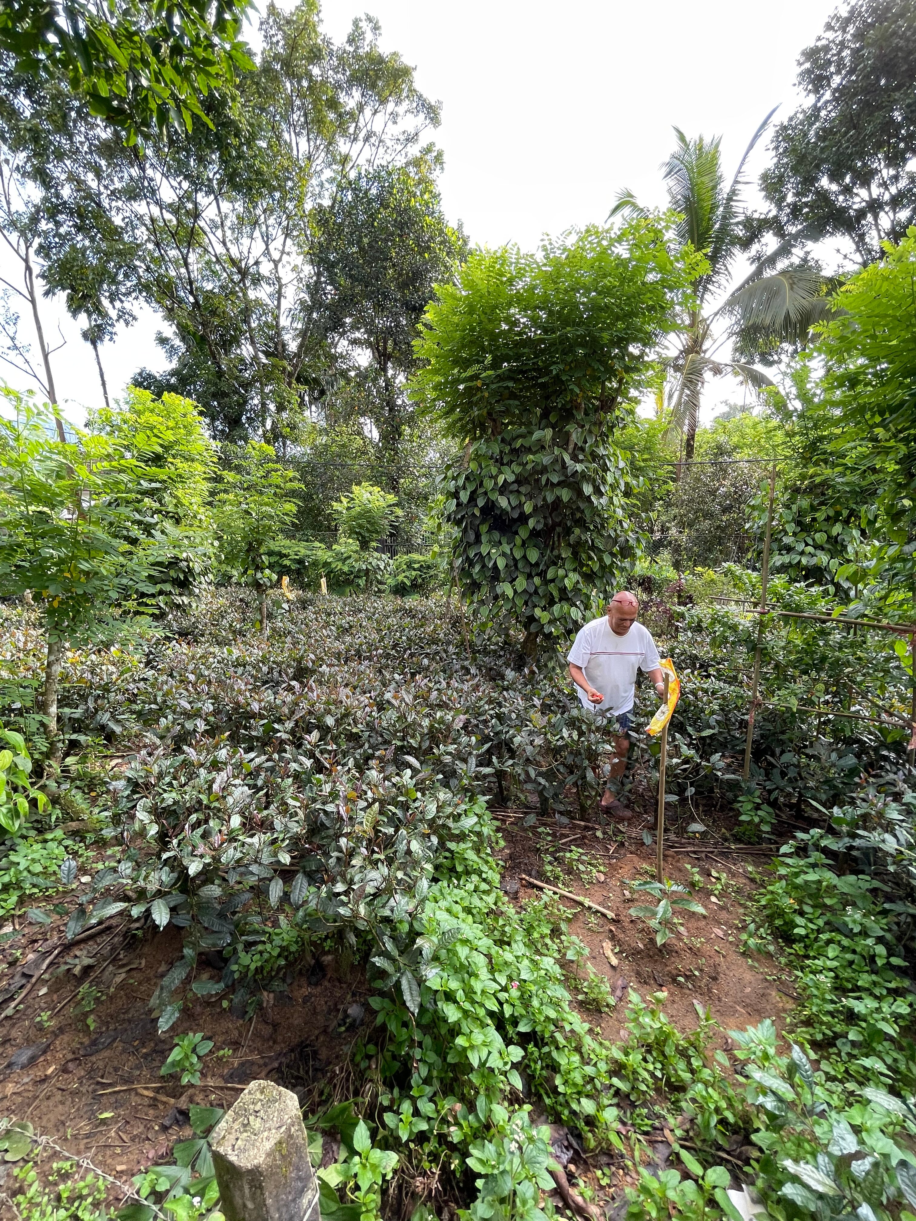 Ebony Springs Specialty Teas and Home Stay Accommodation-官方