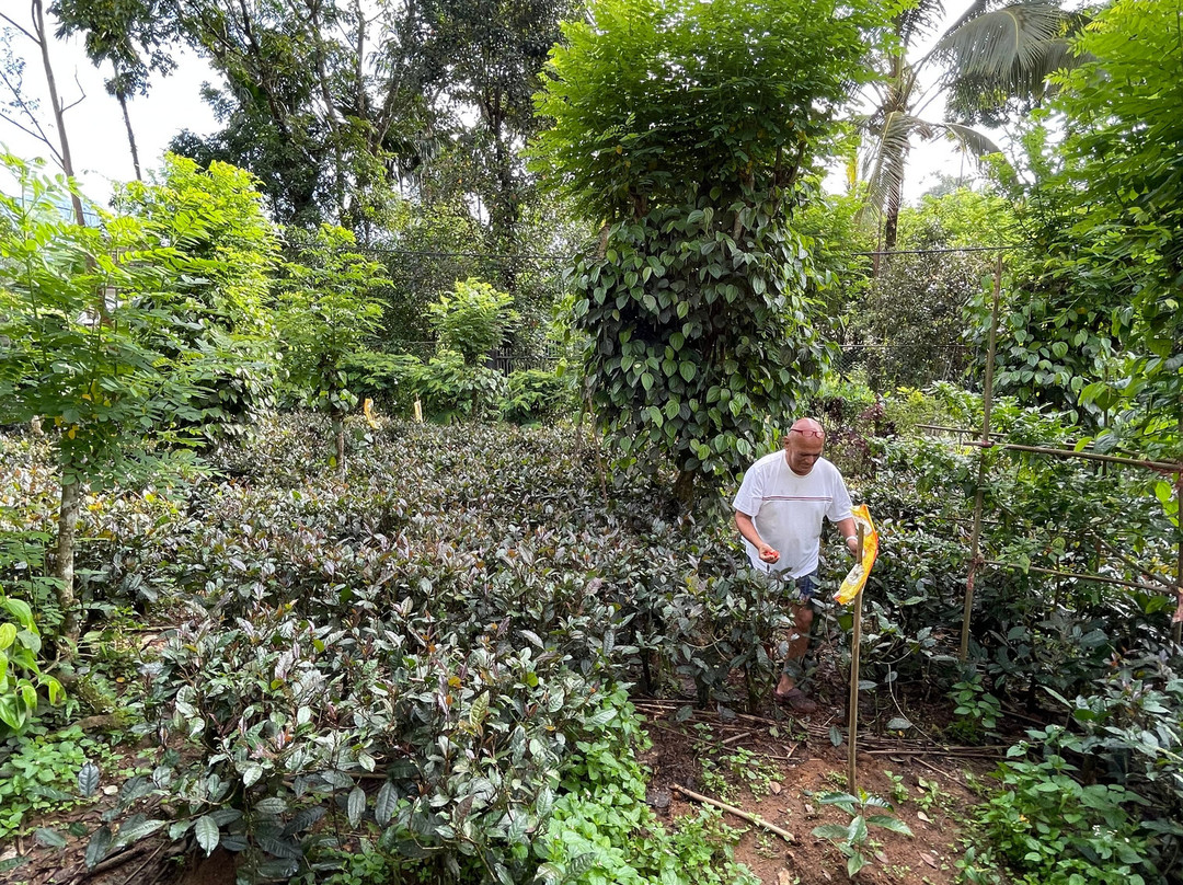 Ebony Springs Specialty Teas and Home Stay Accommodation主图