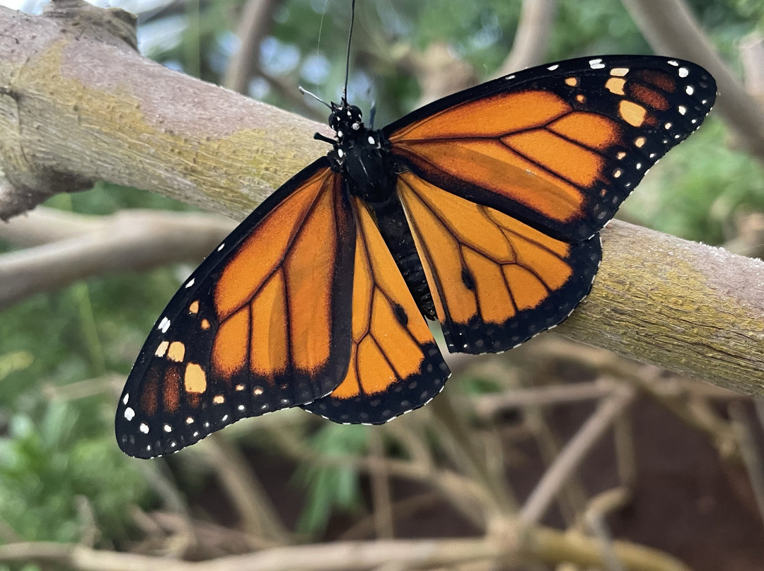 Butterfly Paradise:"Papiliorama"-Havelte必去景点
