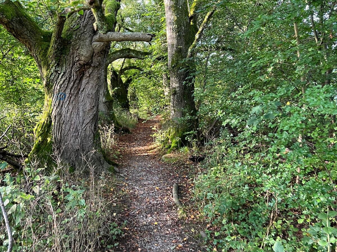 雷瑟尔公园酒店主图