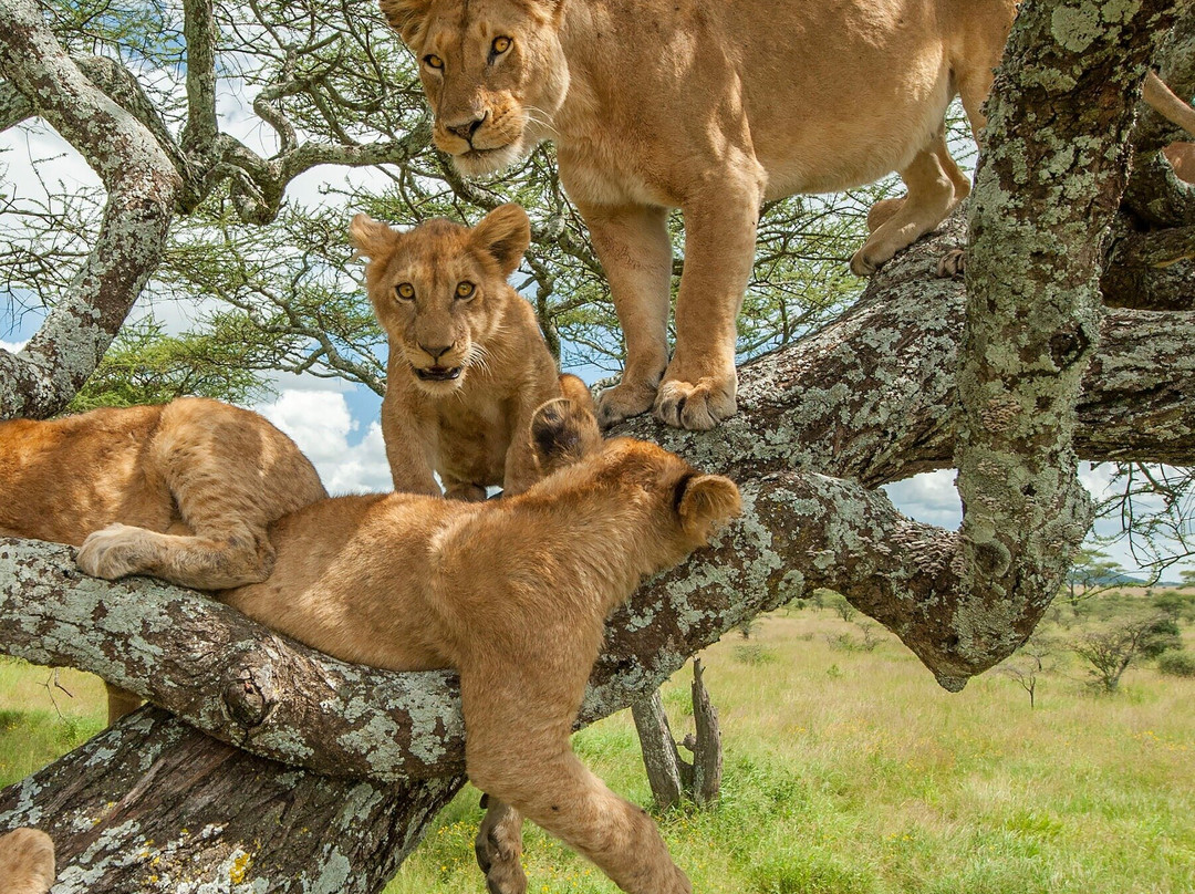 Sankofa Afrika Tours & Travel