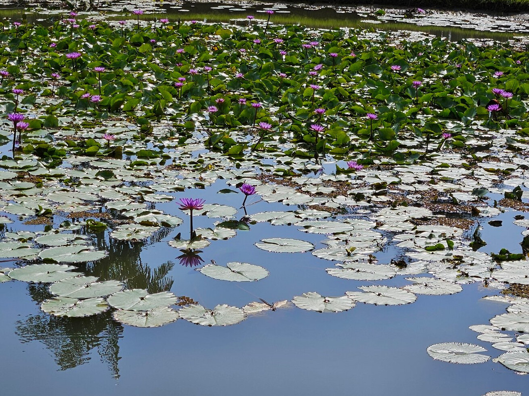 Parque Estadual do Utinga-贝伦必去景点