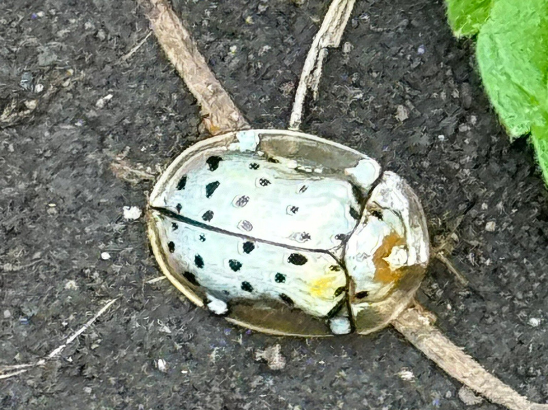 Rwenzori Mountains-Kasese必去景点