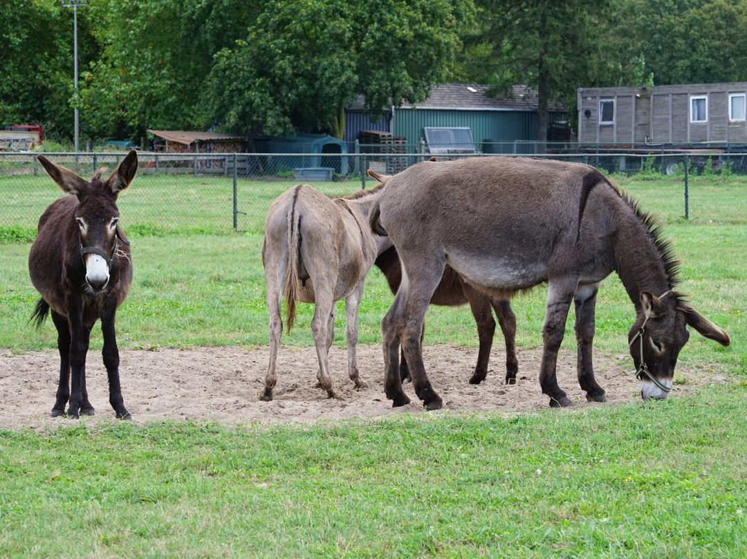 'T Jaegershoes主图