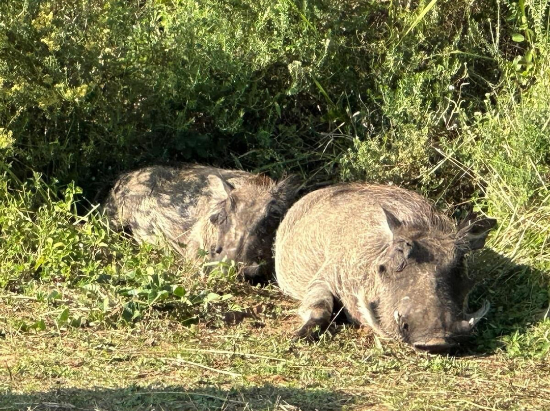 Crocodile Centre St Lucia-圣露西亚必去景点