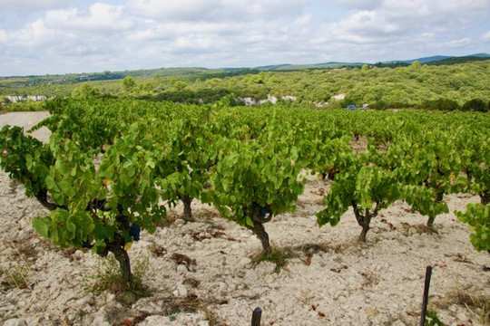 Domaine De Montahuc-Saint-Jean-de-Minervois必去景点