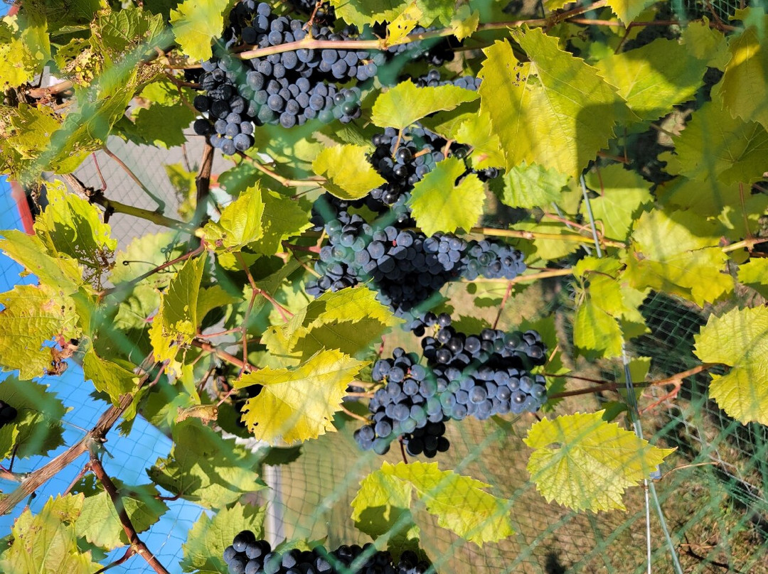 Harbor Ridge Winery-Egg Harbor必去景点