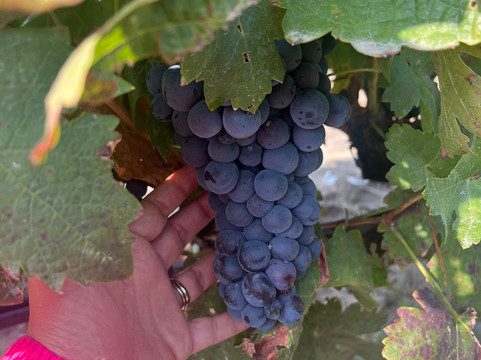 CulinarySpain-马德里必去景点