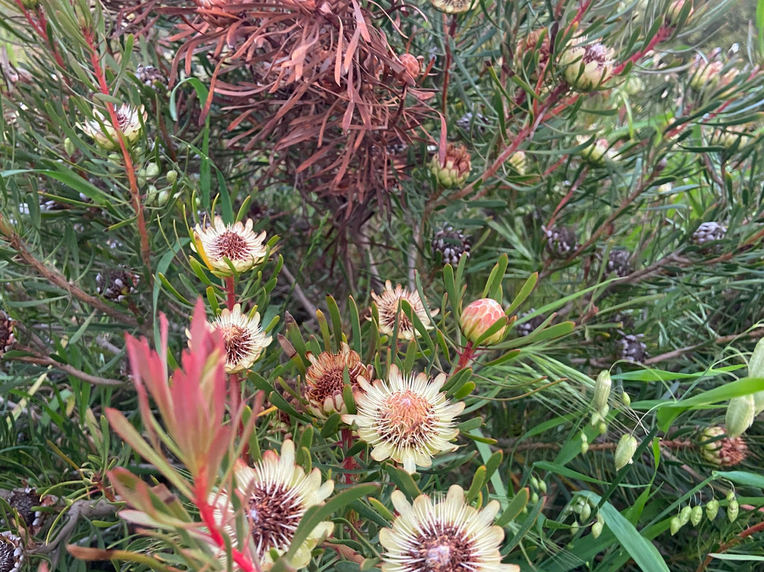 Rondeboschuhh Common-Rondebosch必去景点